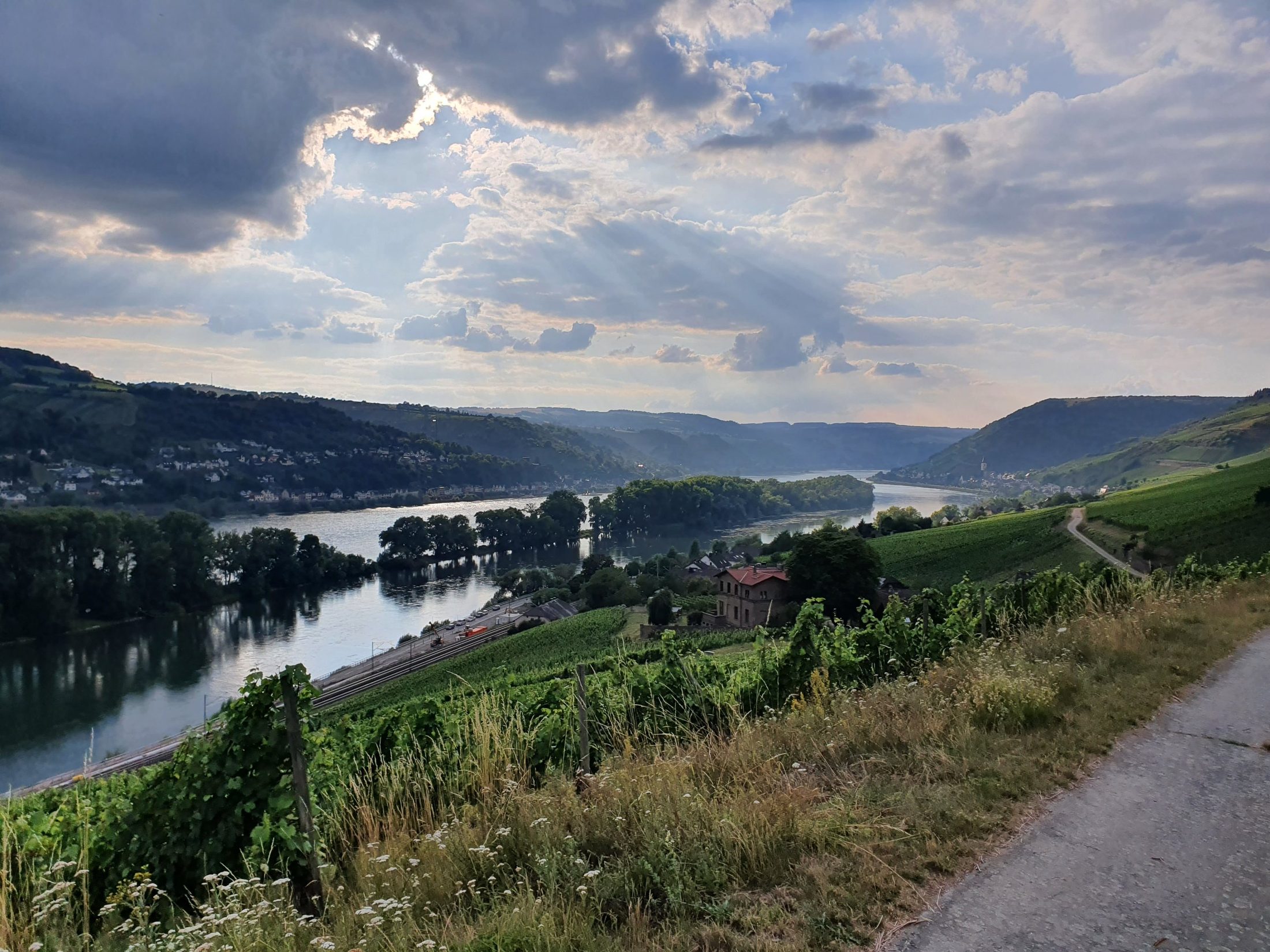 Blick über Weinberge auf den Rhein