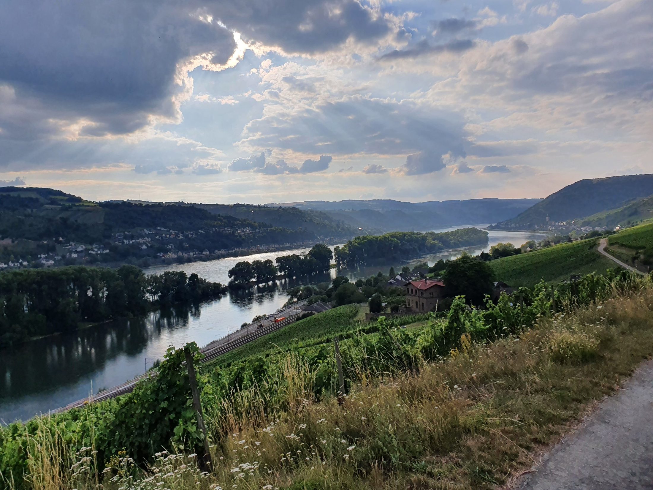 Weg durch die Weinberge über dem Rheintal