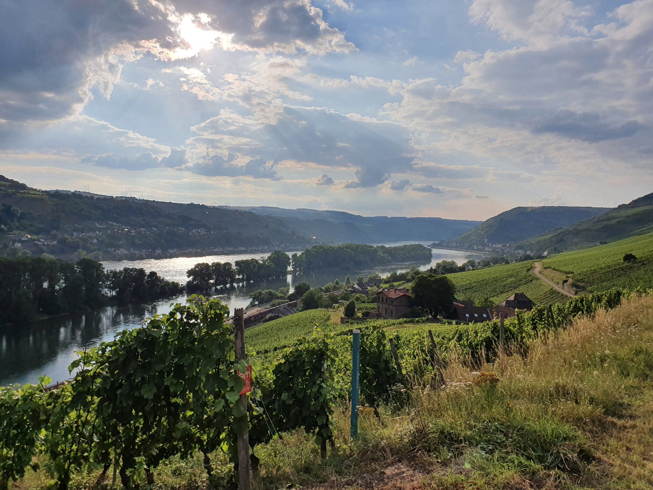 Weinberge über dem Rhein bei Lorch